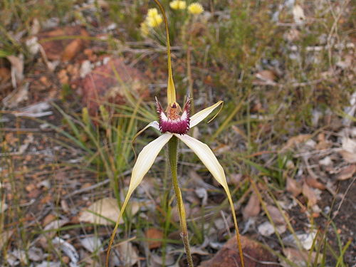 Caladenia pectinata